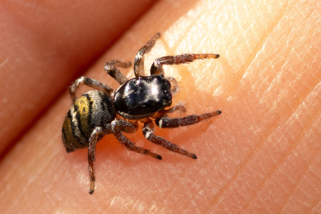 Pachomius zebrinus