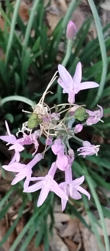 Tulbaghia violacea