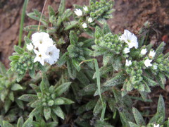 Euploca limbata
