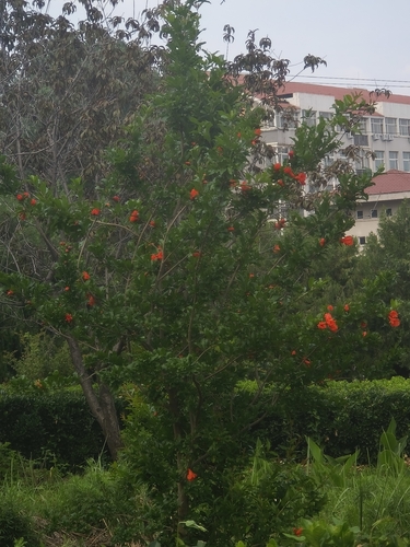 pomegranate