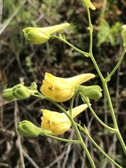 Delphinium luteum
