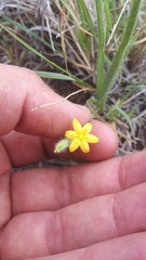 Hypoxis mexicana