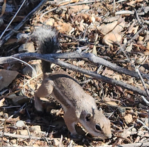 Harris' Antelope Squirrel observed by ananon