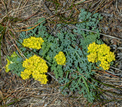 Lomatium papilioniferum