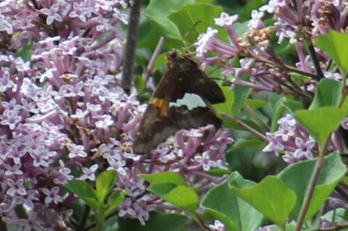 Silver-spotted Skipper