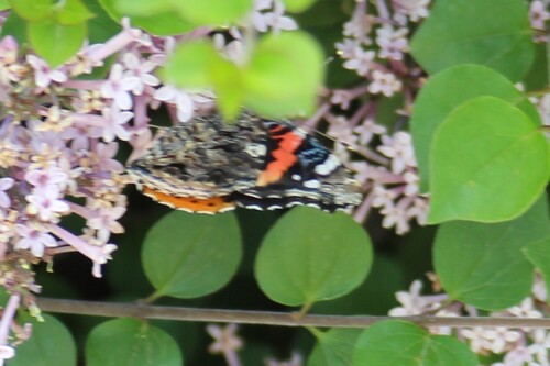 Red Admiral