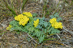 Lomatium papilioniferum