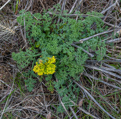 Lomatium papilioniferum