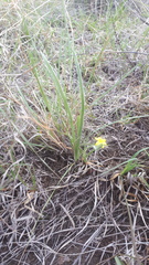 Hypoxis mexicana