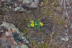 Lomatium papilioniferum