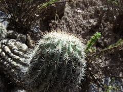 Oreocereus hempelianus