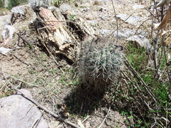 Oreocereus hempelianus