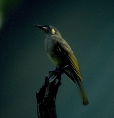 Meliphaga notata
