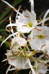 Hymenocallis occidentalis