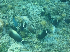 Acanthurus auranticavus