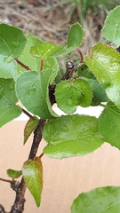 Jatropha cordata