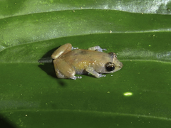 Diasporus