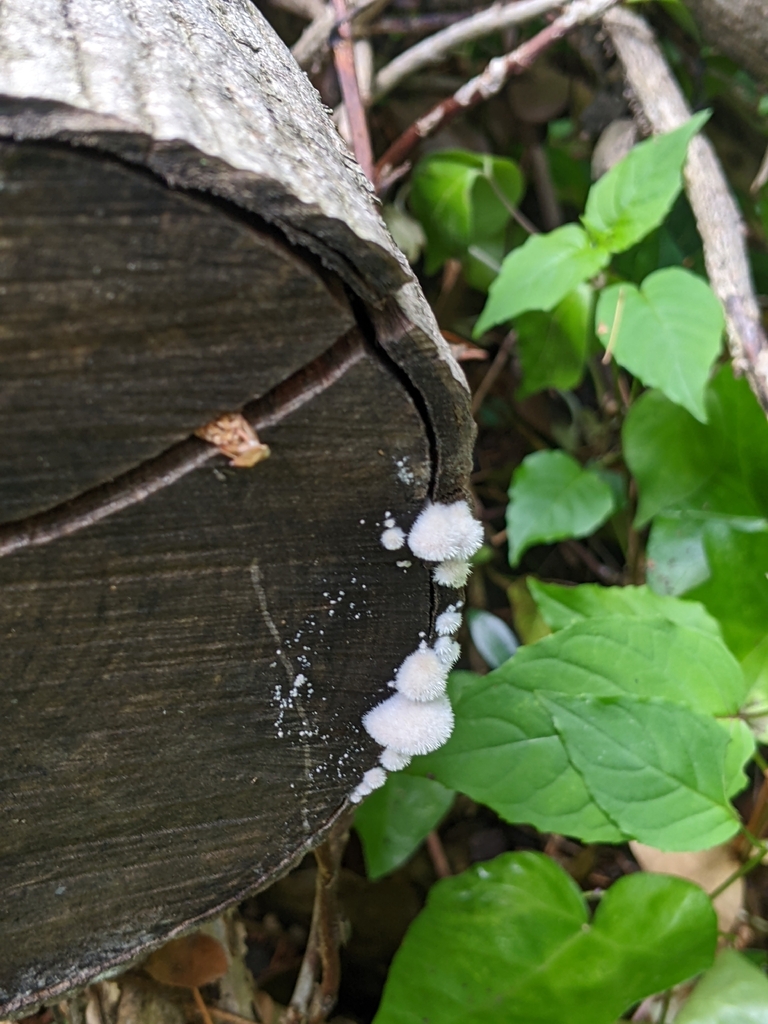 splitgill mushroom · May 2026 · photo: Photo: (c) Maria Aghazarian, some rights reserved (CC BY) · iNaturalist