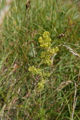 Galium × pomeranicum