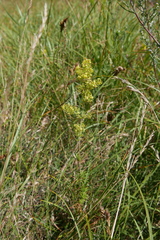 Galium × pomeranicum
