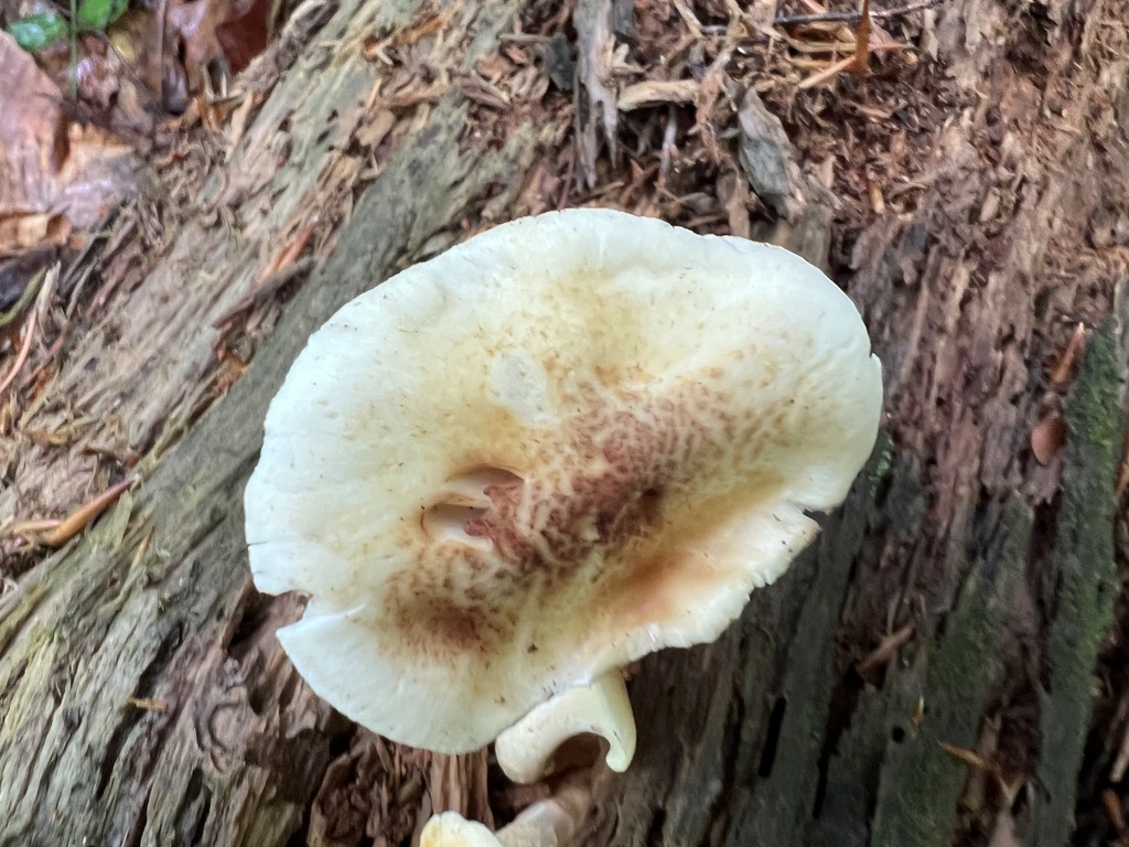Trainwrecker · May 2026 · photo: Photo: (c) Mark Richman, some rights reserved (CC BY) · iNaturalist
