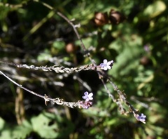 Verbena gracilescens