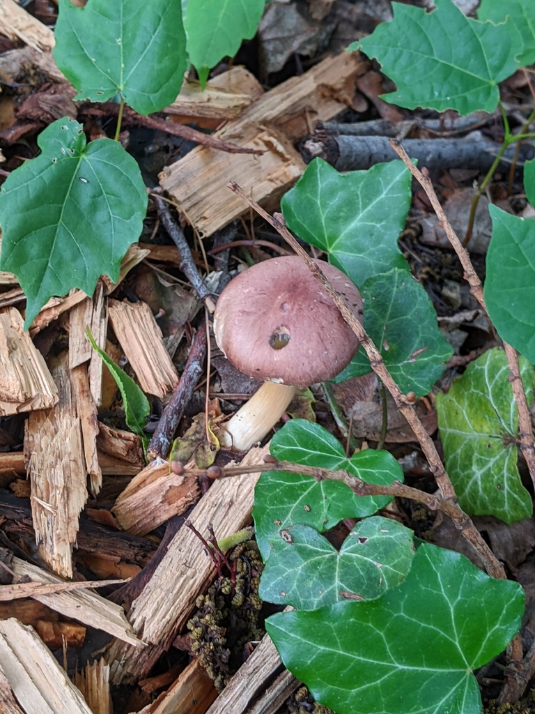Wine-cap Stropharia · May 2026 · photo: Photo: (c) Maria Aghazarian, some rights reserved (CC BY) · iNaturalist