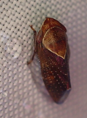 Drabescus samoanus