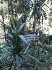 Cordyline petiolaris