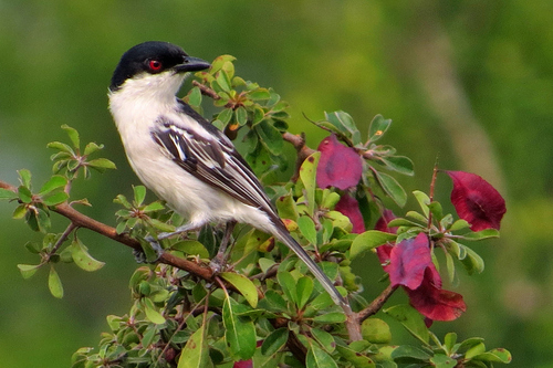 Black-backed Puffback