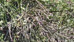 Verbena gracilescens
