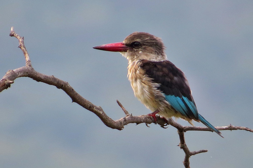 iNaturalist image