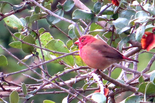 Red-billed Firefinch
