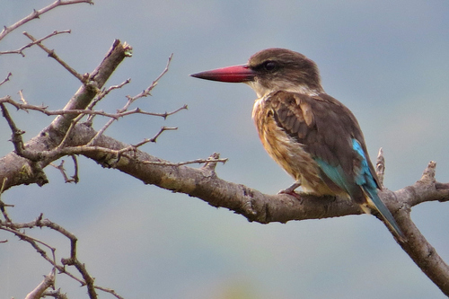 Brown-hooded Kingfisher