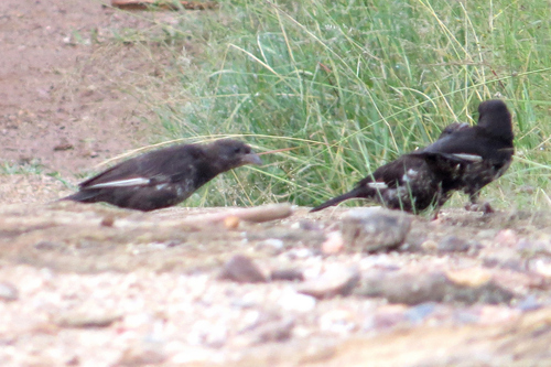 Red-billed Buffalo-Weaver