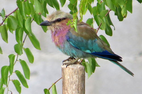 Lilac-breasted Roller