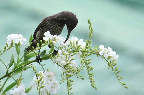 Scarlet-chested Sunbird