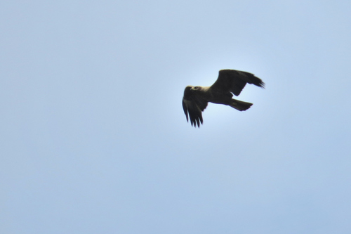 Wahlberg's Eagle