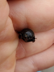 Aphonus