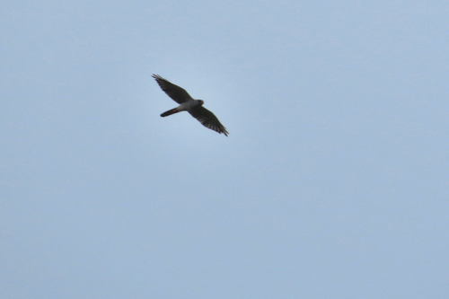 Southern Gabar Goshawk