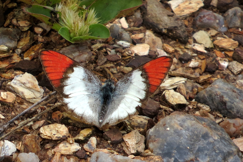 Scarlet Tip