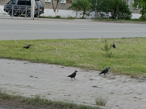 Eurasian Jackdaw
