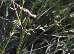 Verbena gracilescens