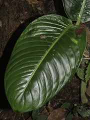 Diasporus