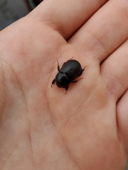 Aphonus