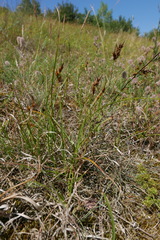 Carex arenaria