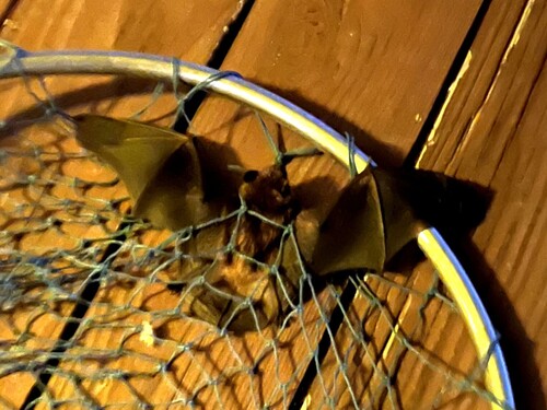 Eastern Red Bat observed by shaffer56