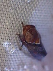Drabescus samoanus