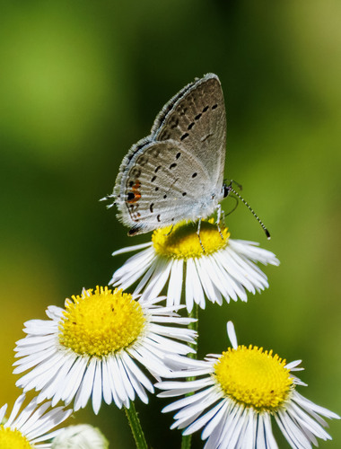 Eastern Tailed-Blue