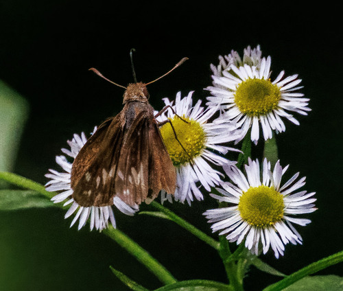 Zabulon Skipper